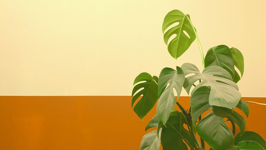 How to Make the Best Compost for House Plants