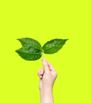Hand holding a very short branch with three green leaves on a neon yellow background
