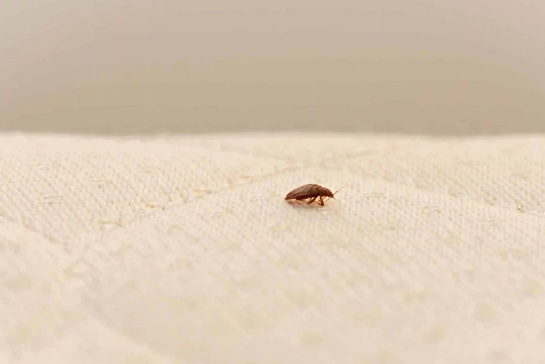 How To Prevent Bed Bugs From Invading Your Home