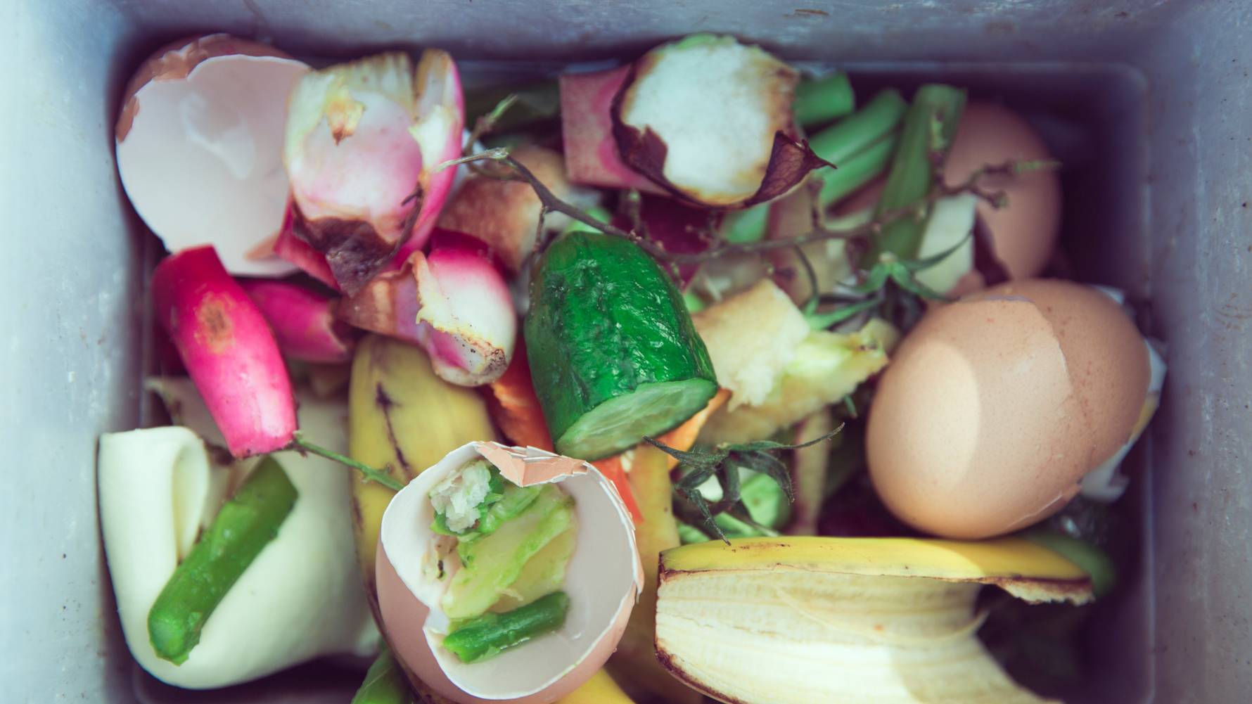 At home composting with Wiggly Wigglers 