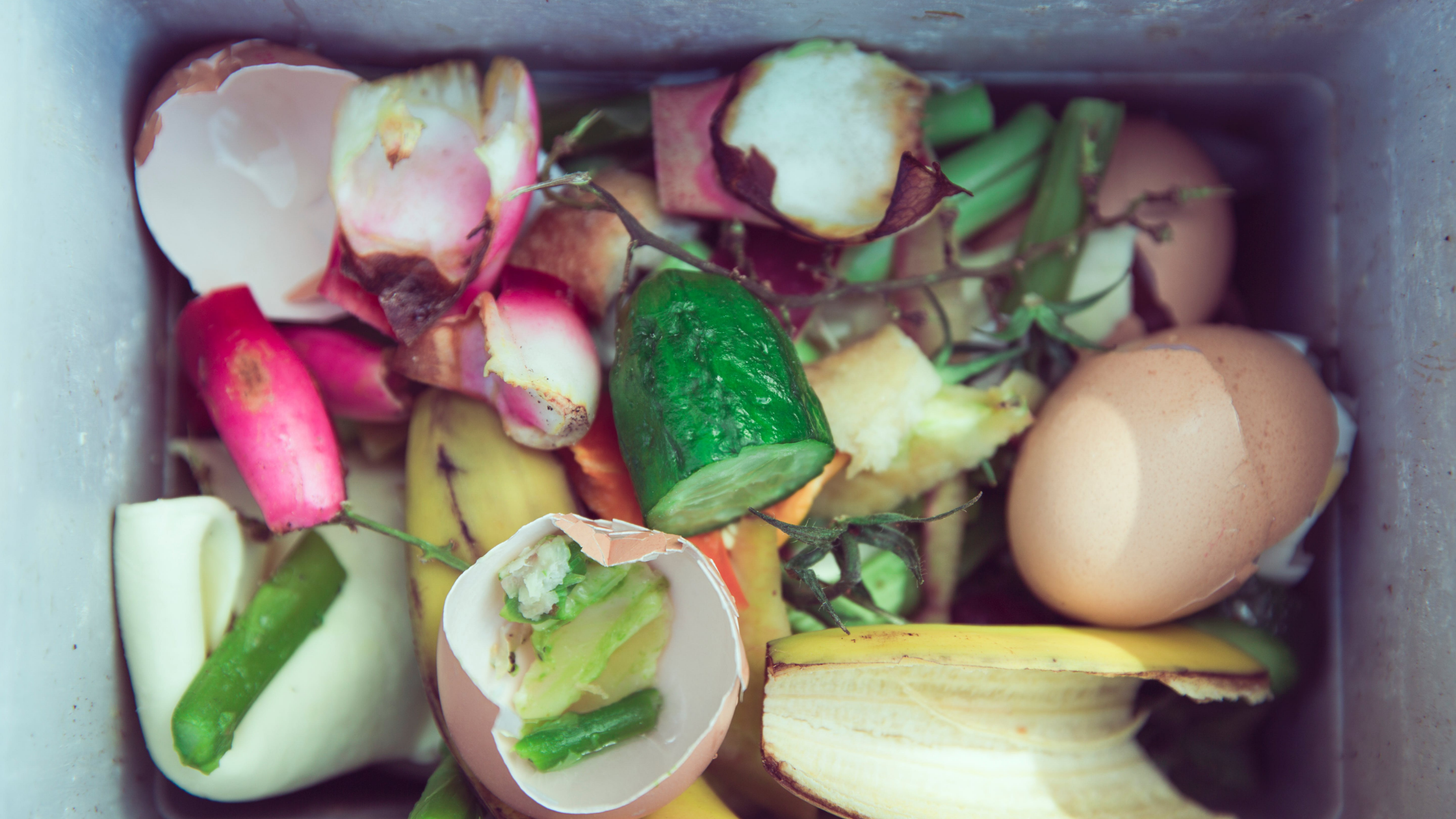 At home composting with Wiggly Wigglers 