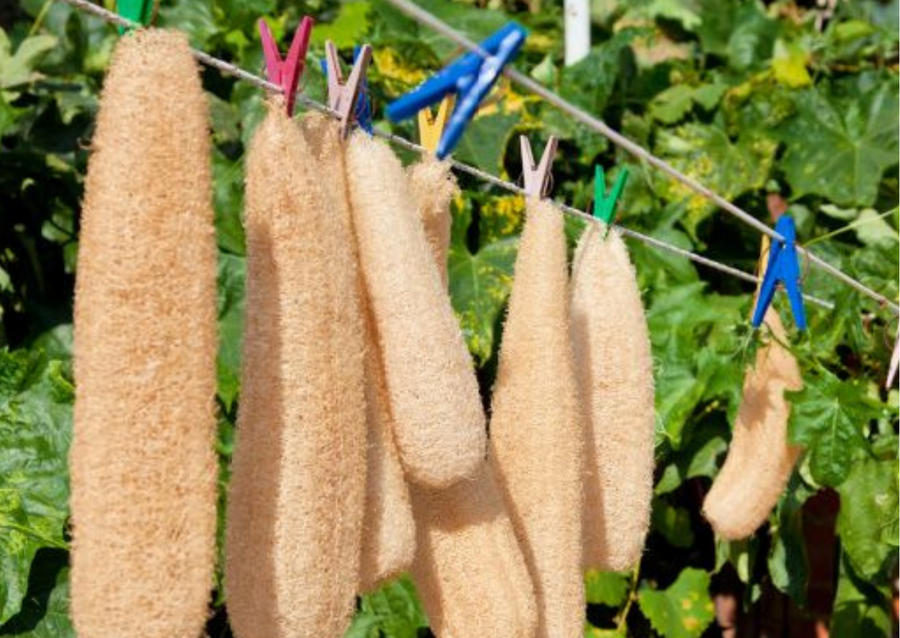 How To Grow Your Own Loofah | Seep