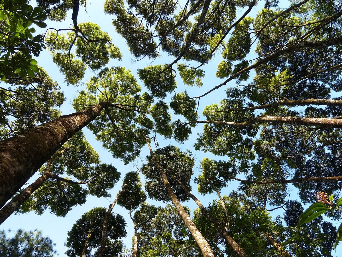 What Does FSC® Certified Mean?