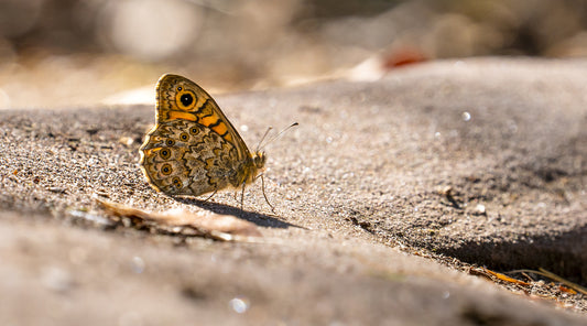 How Do You Repel Moths Naturally?