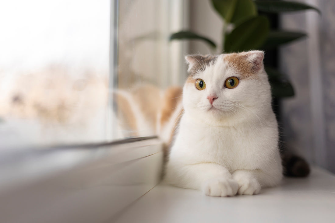 10 Natural Cat Cleaning Hacks