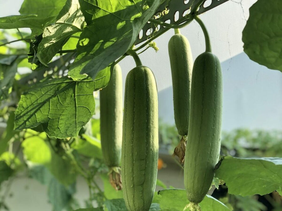 What Is A Luffa | Seep