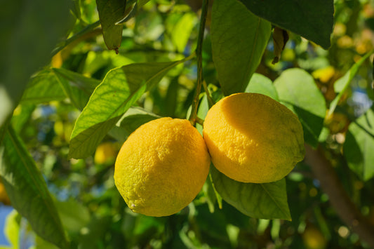 8 Ways to Use Lemons to Clean Your Kitchen This Summer